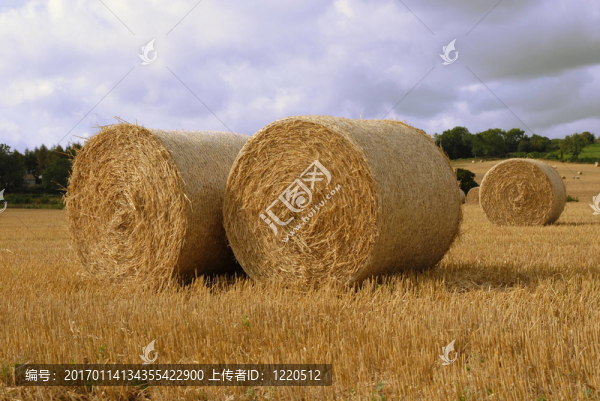 在英國(guó)場(chǎng)的稻草