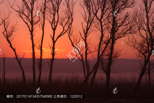 森林里的日出。