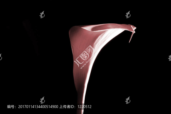 莉莉黑色。