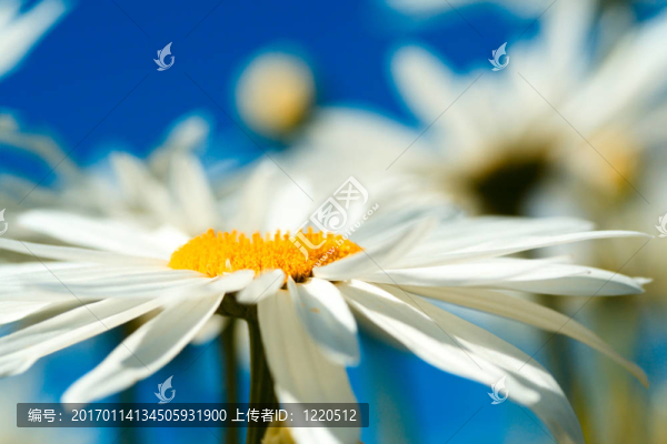 雛菊
