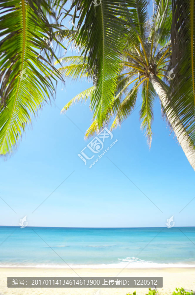 棕櫚樹和海