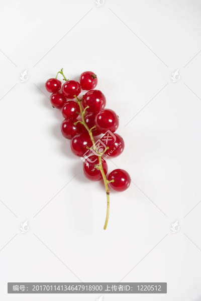 紅醋栗