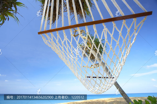 棕櫚樹和吊床