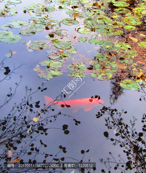 大紅色的魚