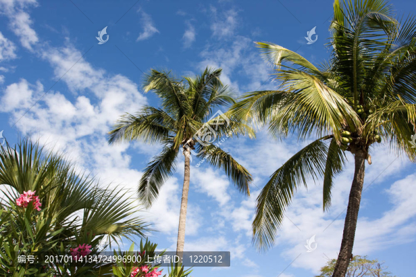 樹(shù)木和天空-匯圖網(wǎng) www.fosd68.com 樹(shù)木和天空