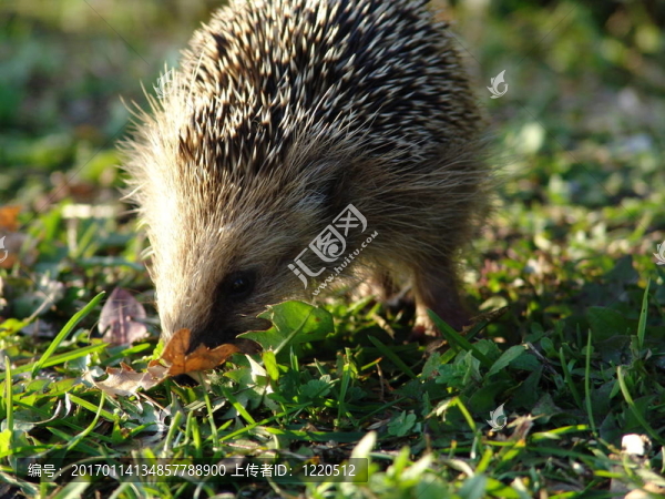 性質(zhì)007-匯圖網(wǎng) www.fosd68.com 性質(zhì)007