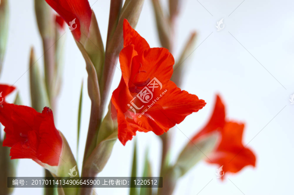 紅色的劍蘭
