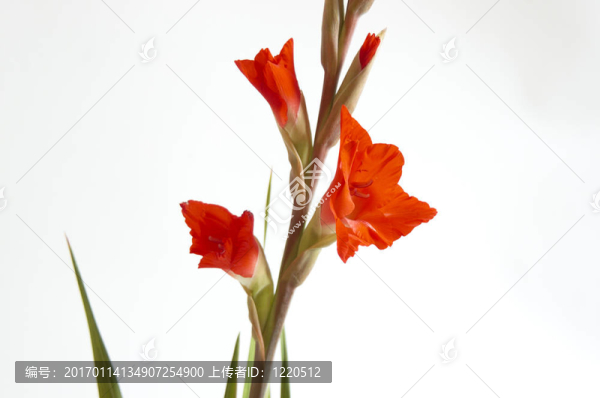 紅色的劍蘭