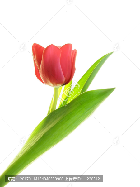 紅色的郁金香-匯圖網(wǎng) www.fosd68.com 紅色的郁金香