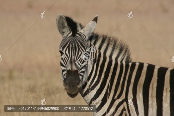 非洲斑馬。