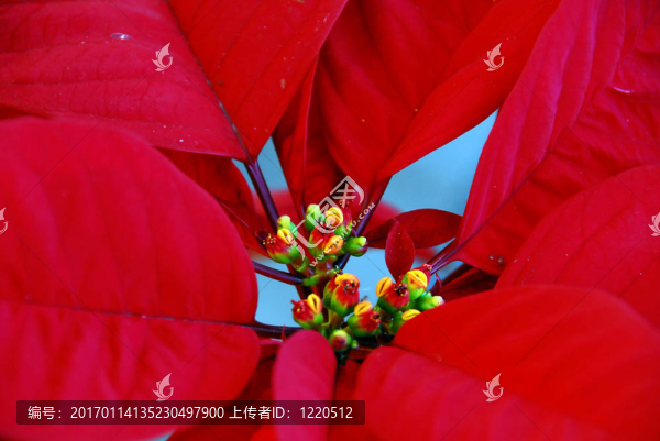圣誕節(jié)一品紅的紅色花朵