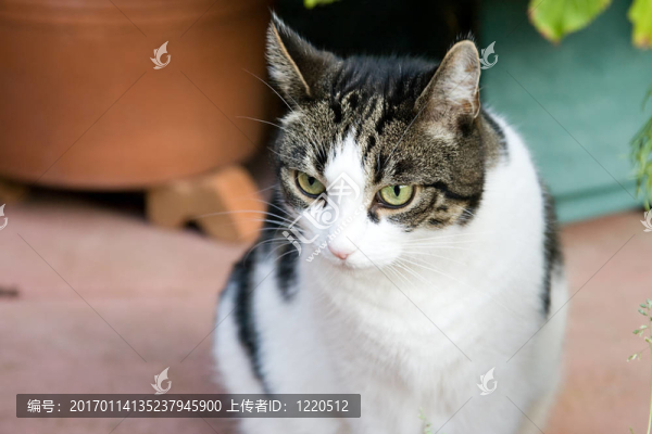 家里的貓