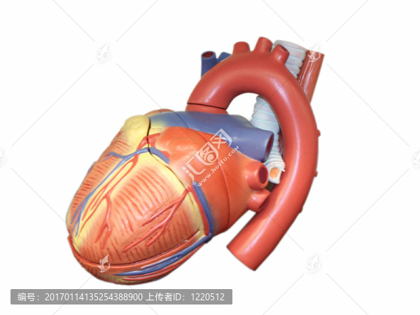 人的心的Anatomic模型