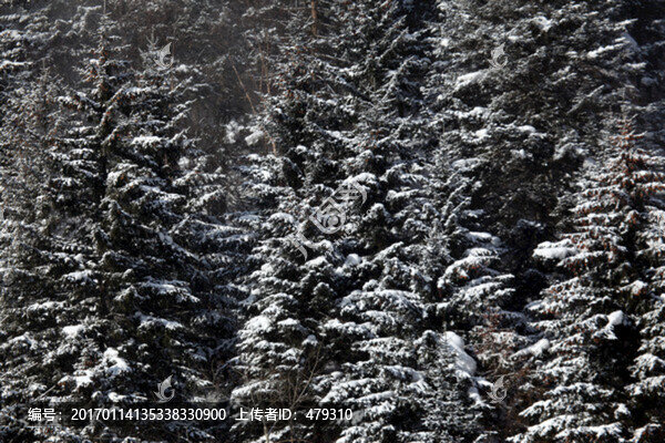 林海雪原,雪鄉(xiāng),山,松樹