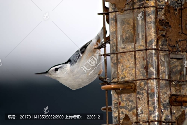 鳾Feeder,II