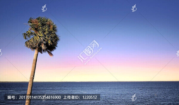 單一的棕櫚樹