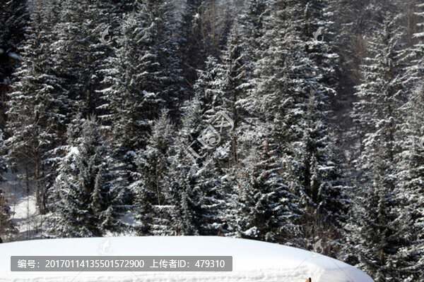 林海雪原,雪鄉(xiāng),山,松樹,松林