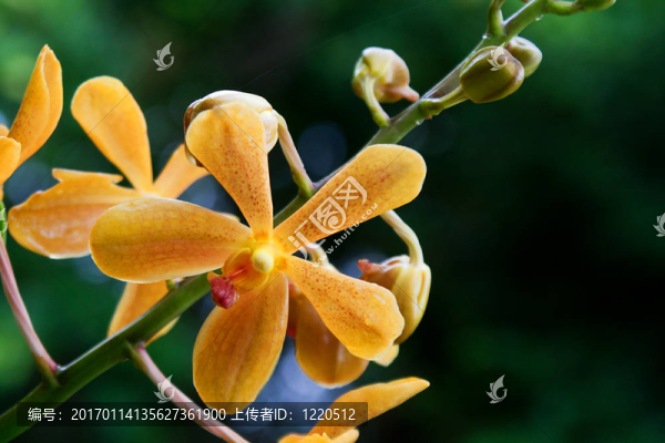 Vanda；蘭