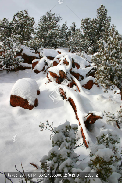 新的降雪