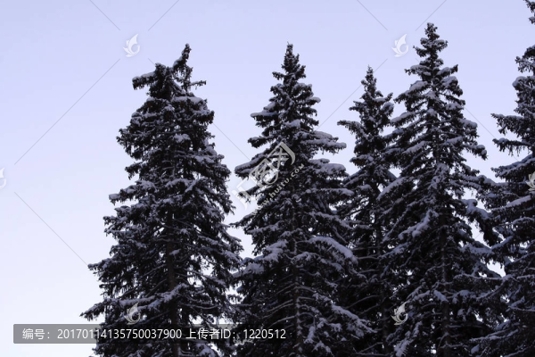 覆蓋著雪的松樹