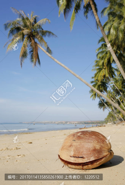 椰子在Beach