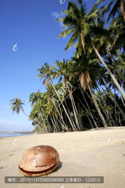椰子在Beach