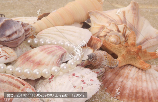 海貝殼