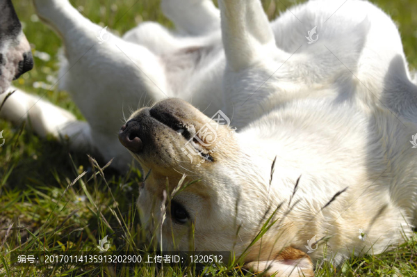 草中的快樂狗