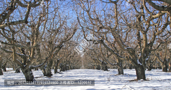 果園里的冬天