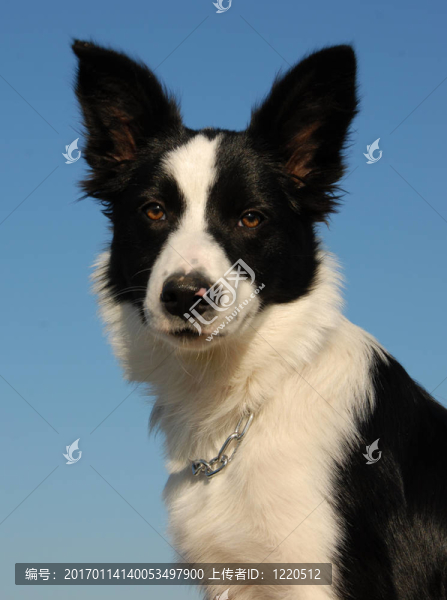 年輕的邊境牧羊犬