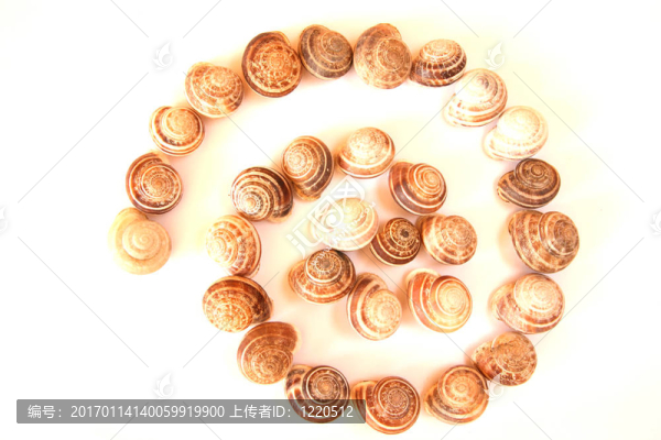 她是裝在扇貝