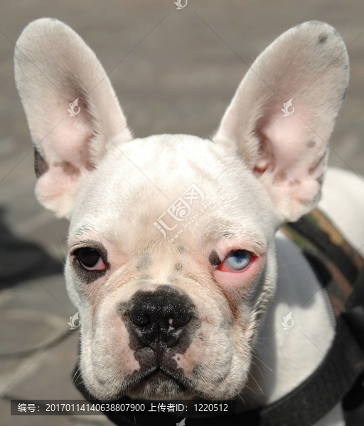 法國(guó)斗牛犬的臉