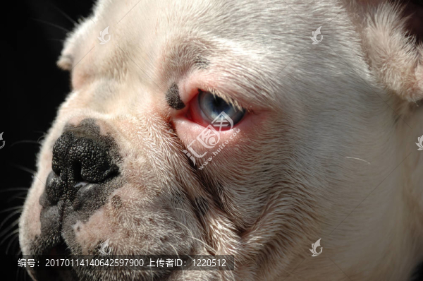 法國斗牛犬的臉