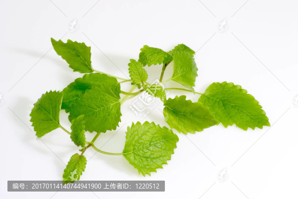 檸檬香蜂草