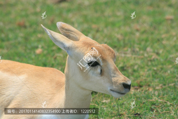 羚羊?qū)殞? title=