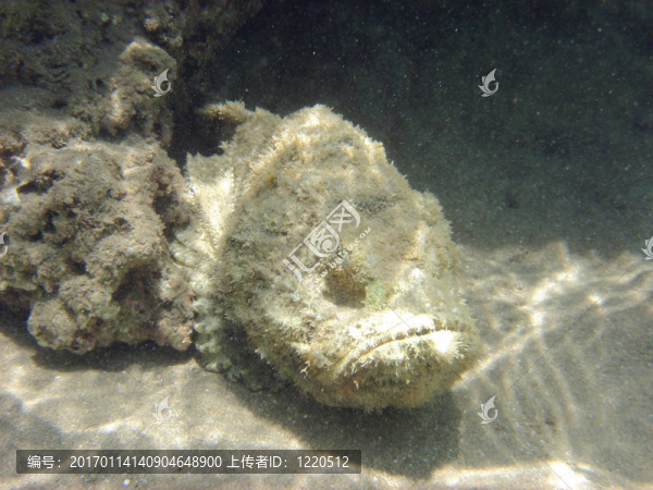 熱帶魚(yú)