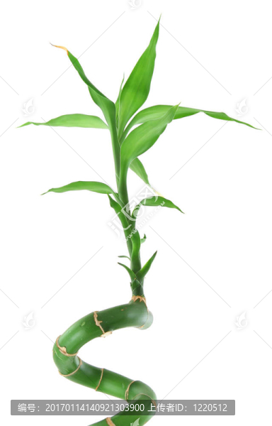 幸運(yùn)竹白