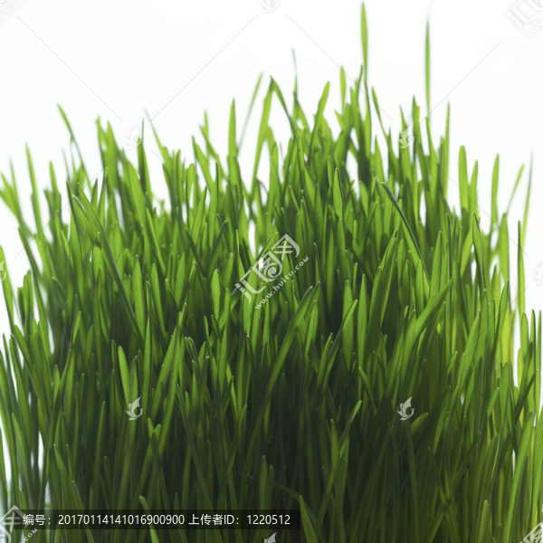 近草