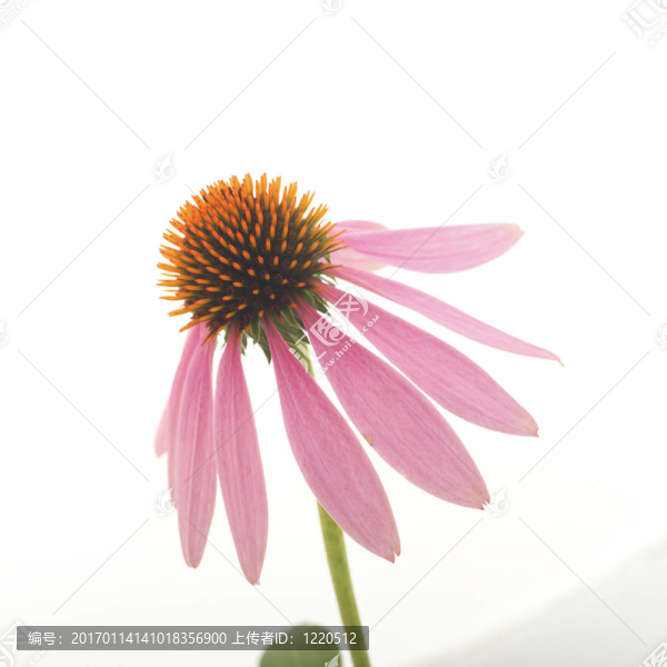 近花