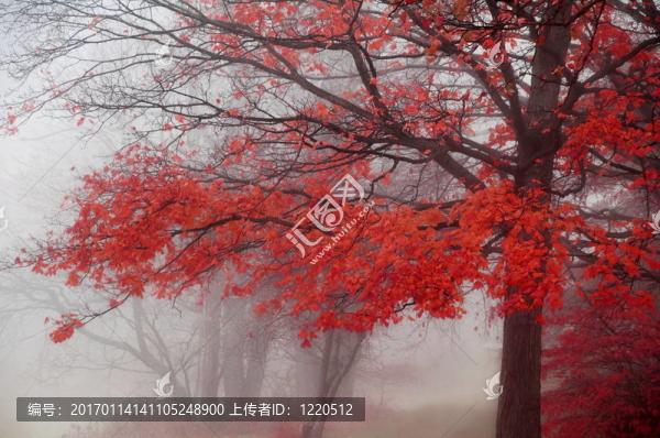 紅色的秋