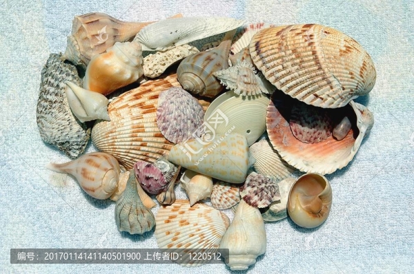 海貝殼