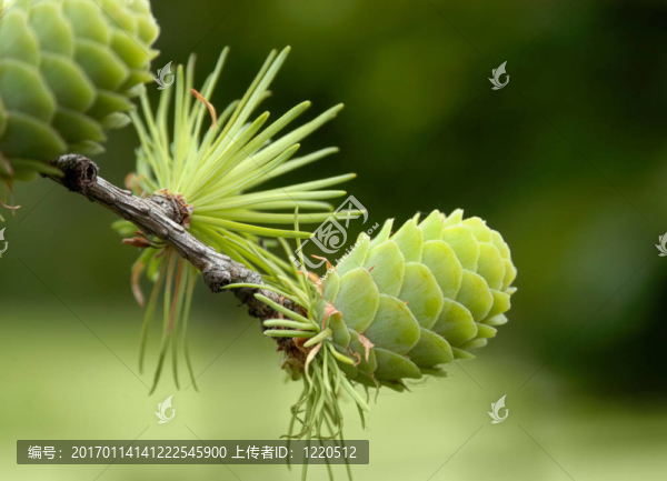 綠色的松果