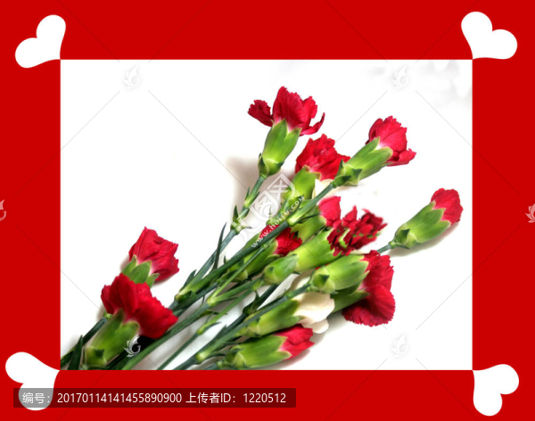 康乃馨valentine1