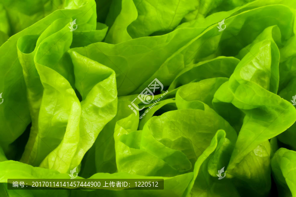 綠色新鮮的生菜