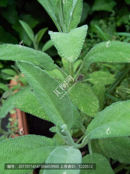 鼠尾草