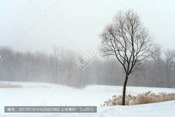 暴風(fēng)雪中的樹