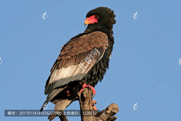 短尾雕