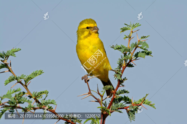 黃色的金絲雀