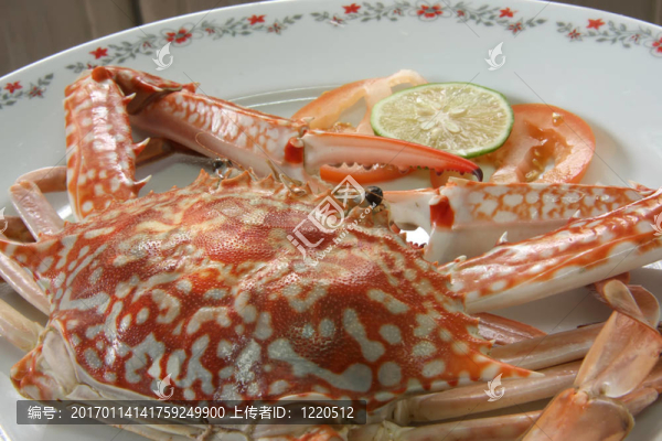 水生；爪；爪；烹調(diào)；蟹；魚；分離；腿；海洋；