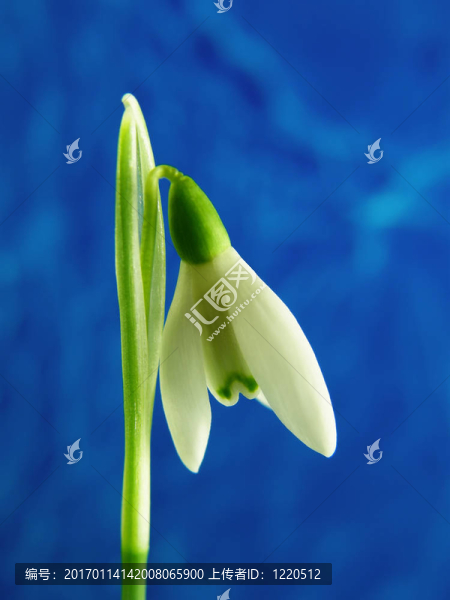 白色的雪花蓮